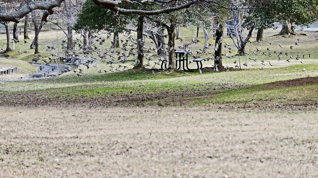 large herd