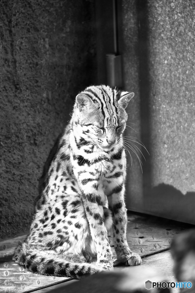 animal　シリーズ 3