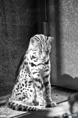 animal シリーズ 3