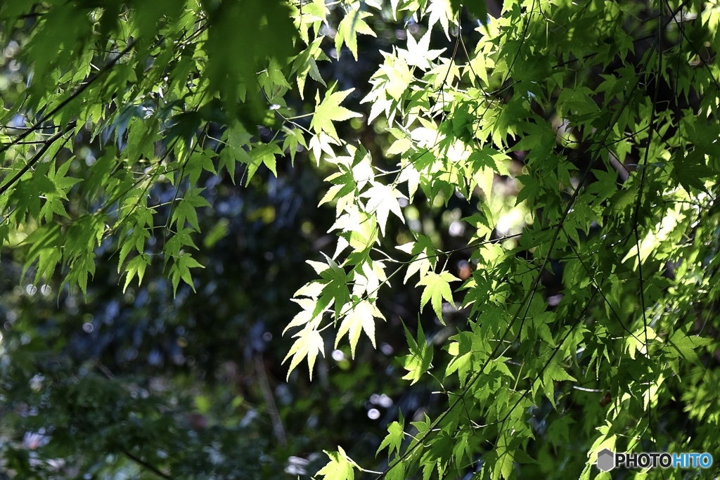 青モミジの競演