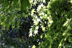 青モミジの競演