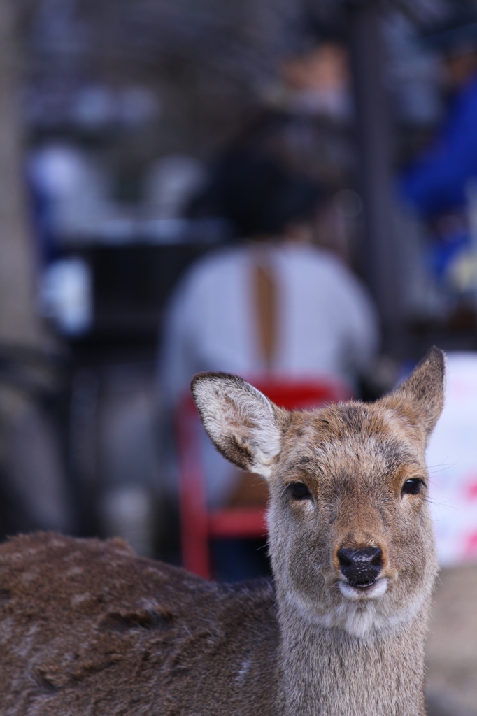 カメラ目線