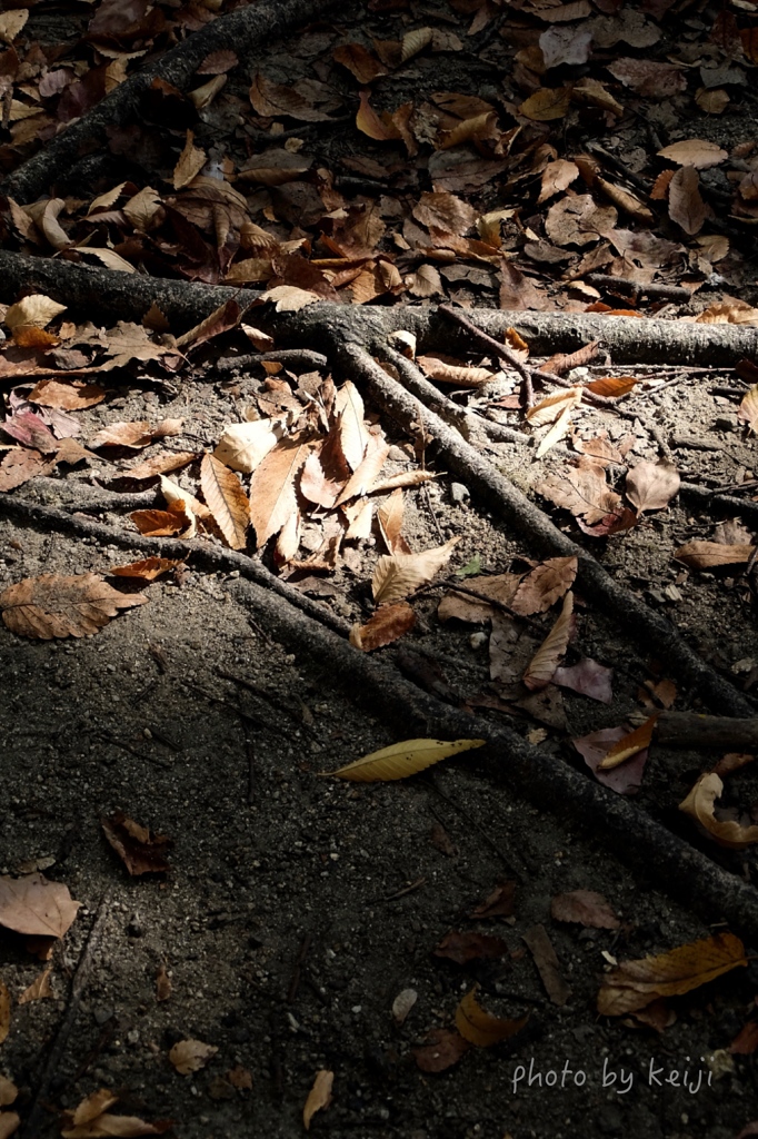 Dead leaves