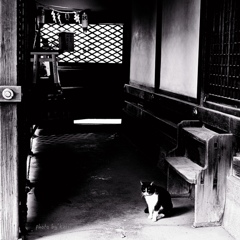 天満宮の主猫