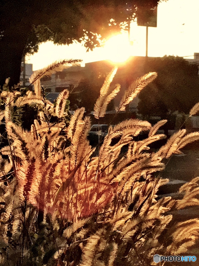 朝の光