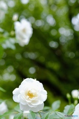 白いバラは、純潔・無邪気・・