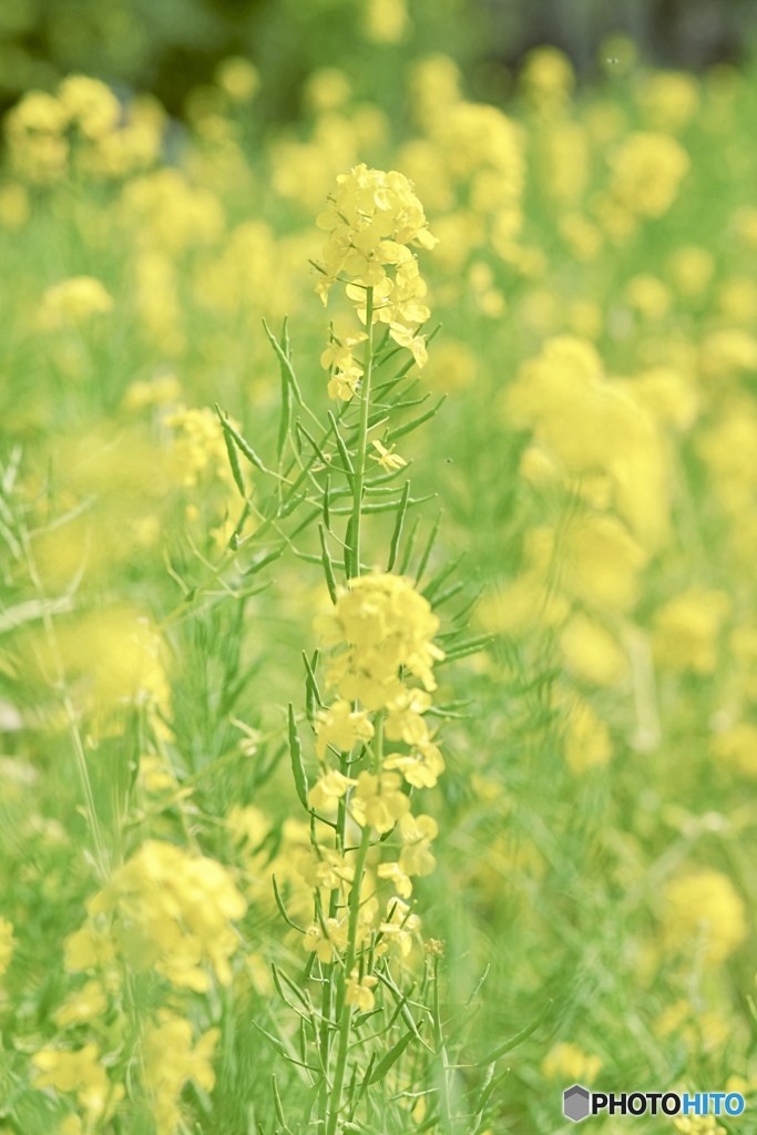 寒咲き菜の花畑