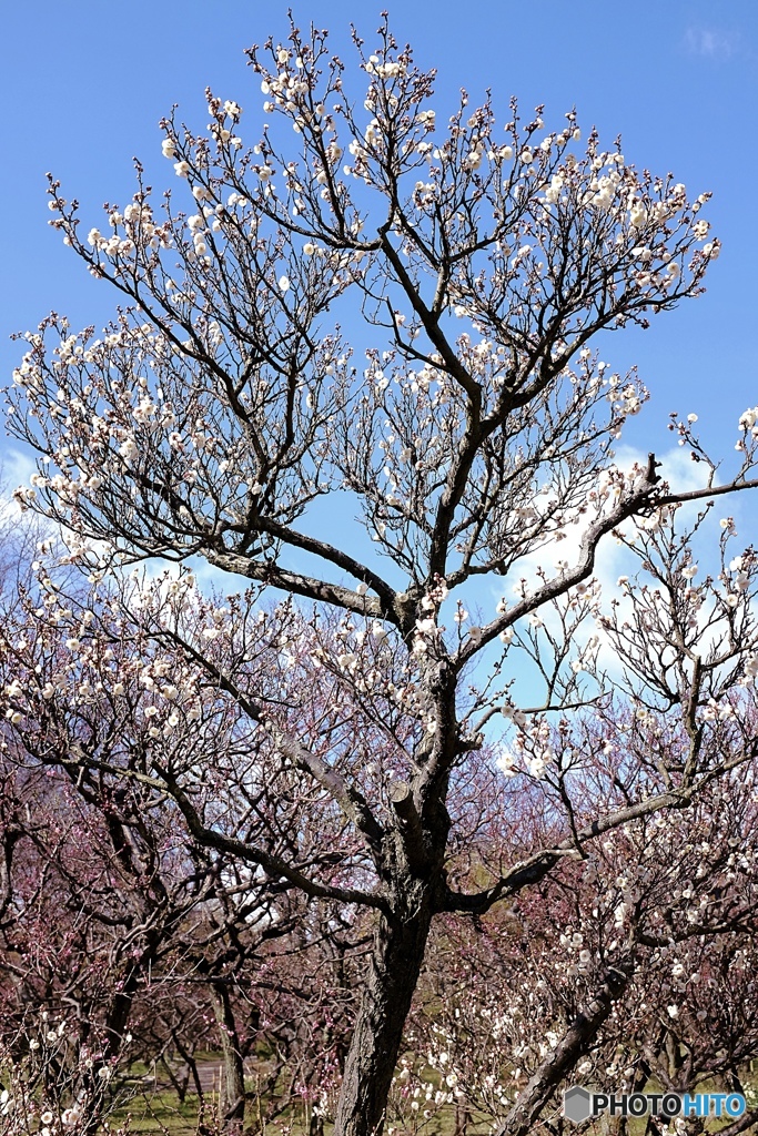 春、間近・・(*^_^*)