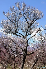 春、間近・・(*^_^*)