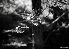 散りゆく桜