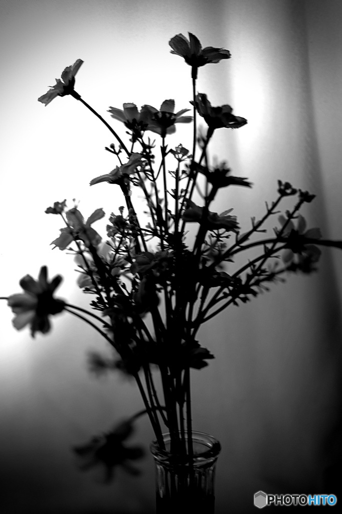 スクリーンphoto