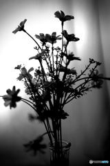 スクリーンphoto