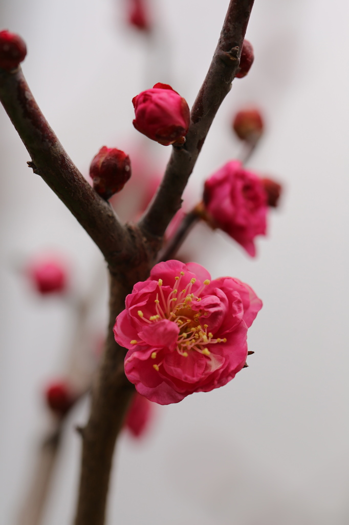 見頃は・・まだまだ先