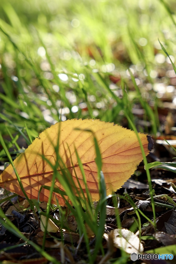 落ち葉の存在