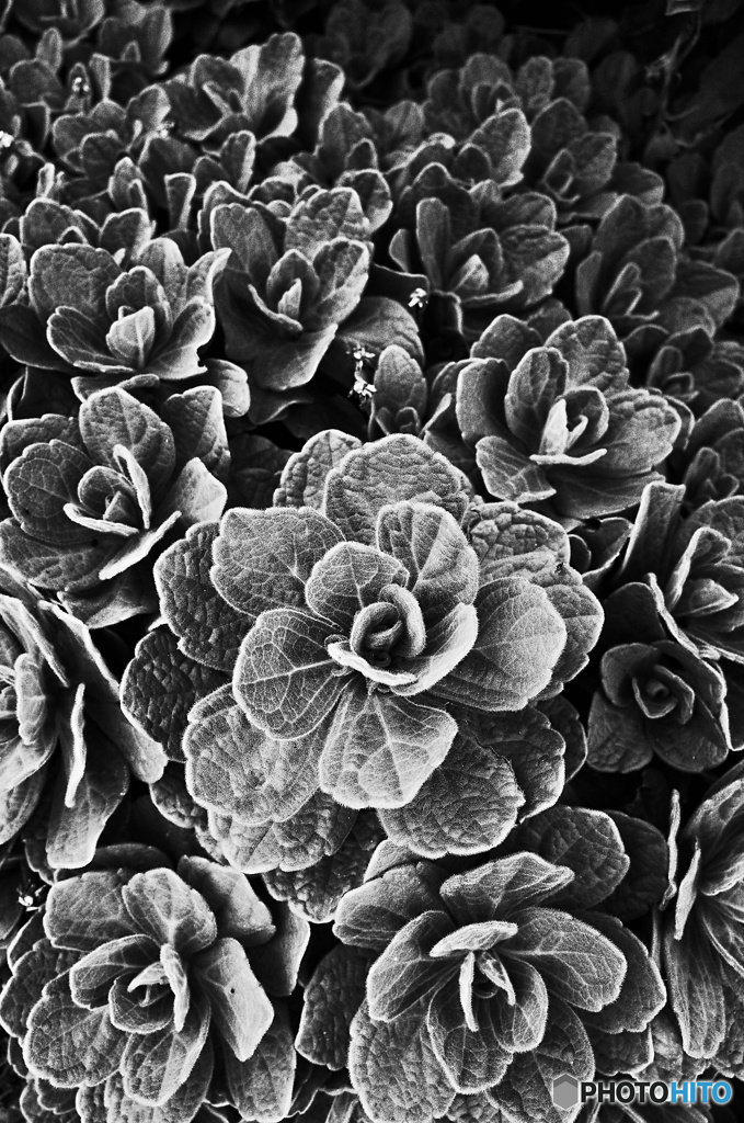 Art  flower
