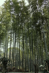 青竹