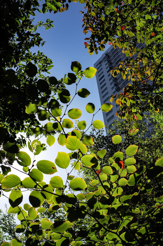 都会のオアシス