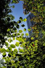 都会のオアシス