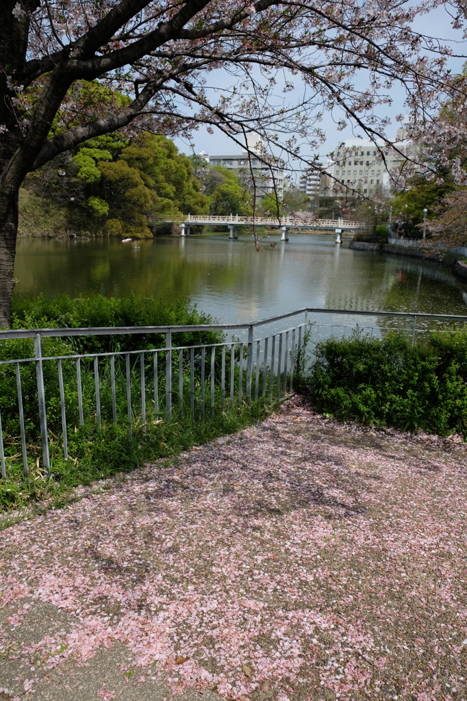 桜散っても、絶景かな・・