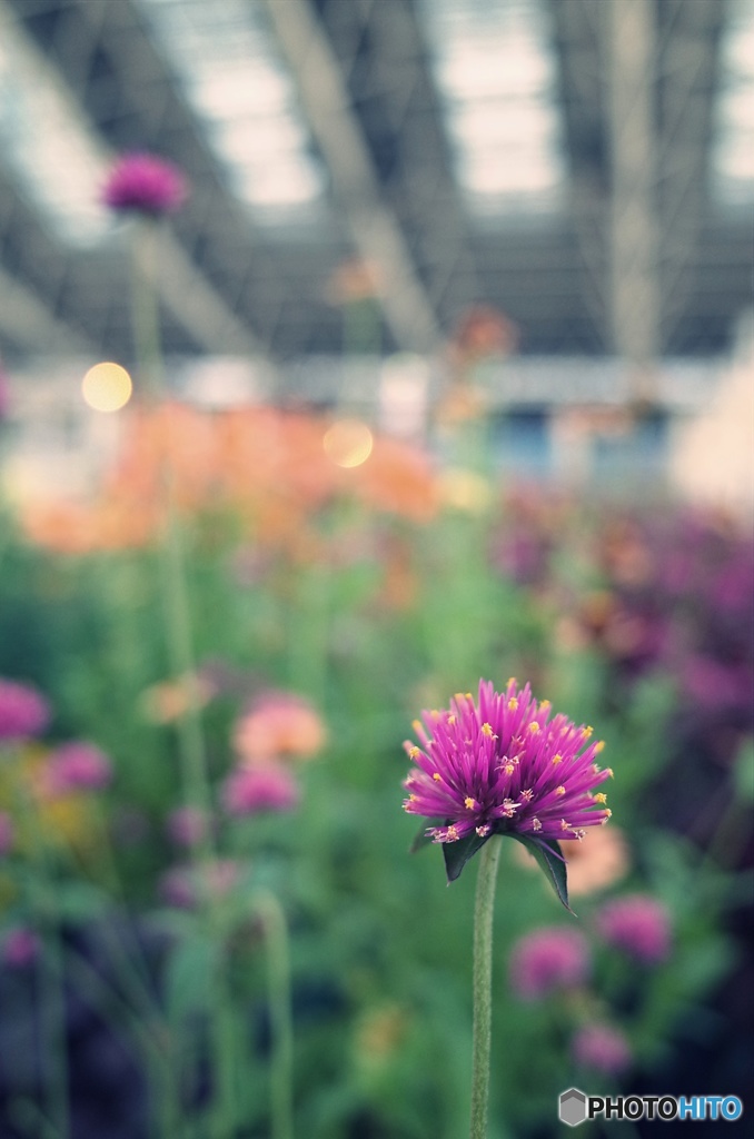 時の広場の花たち
