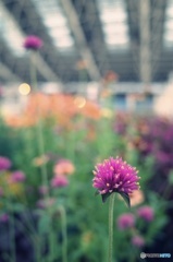 時の広場の花たち