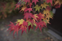 雅