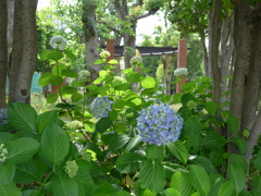 ご近所の紫陽花・・