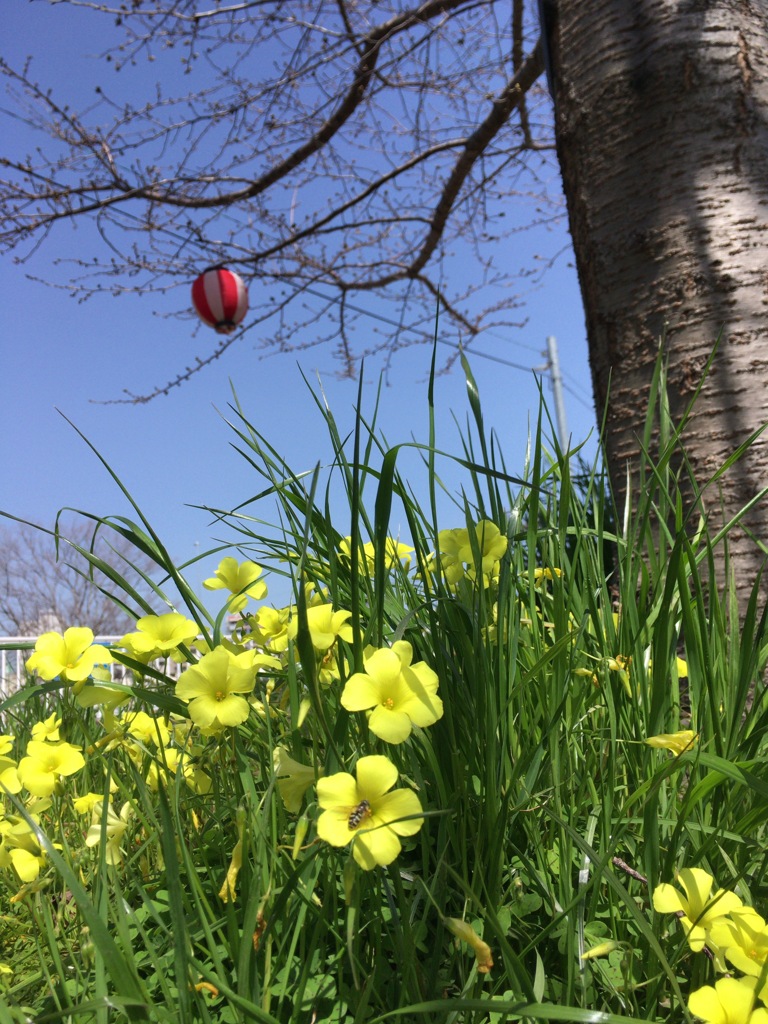 開花待ちの寂しい提灯