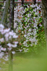 しだれ桜