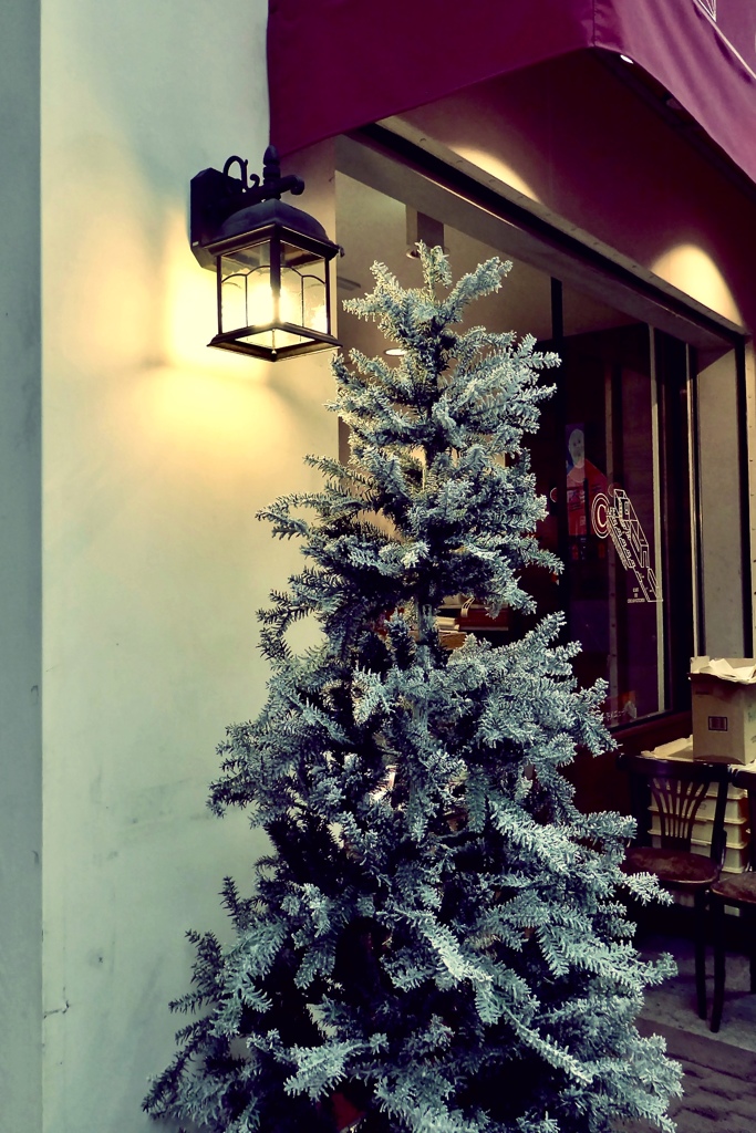 クリスマス後のモミの木