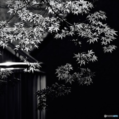 影に映えるモミジ