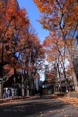 道路沿いの落ち葉