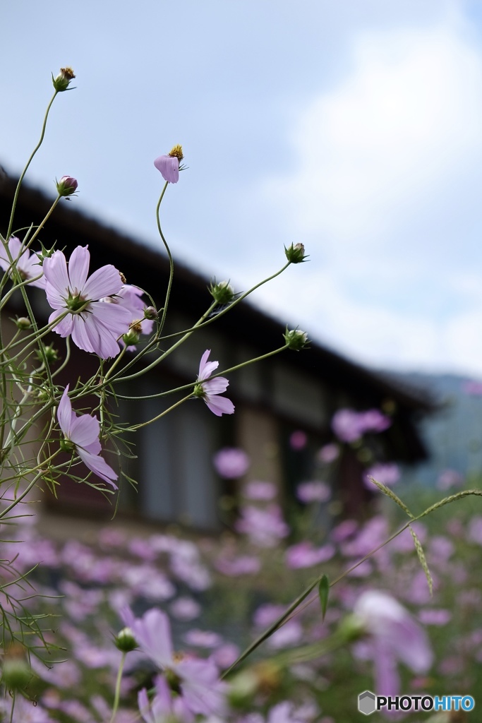 空を見上げるコスモス