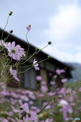 空を見上げるコスモス