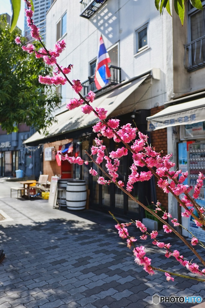 春、うらら・・（*^ _^*)♪