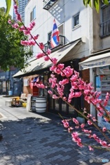 春、うらら・・（*^ _^*)♪