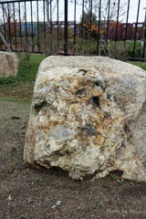 Dog's face