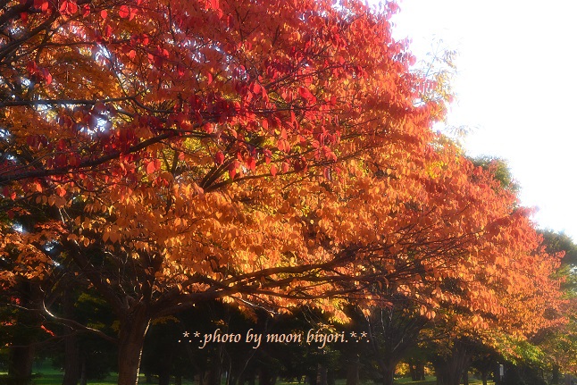 蝦夷山桜の紅葉