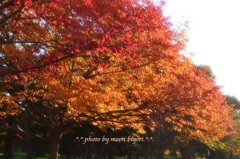 蝦夷山桜の紅葉