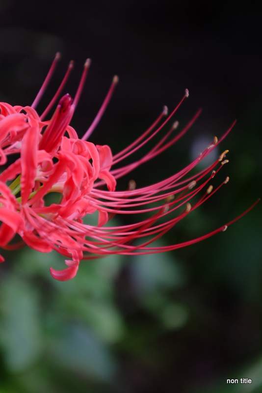 DSCF8029
