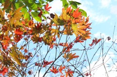 紅葉