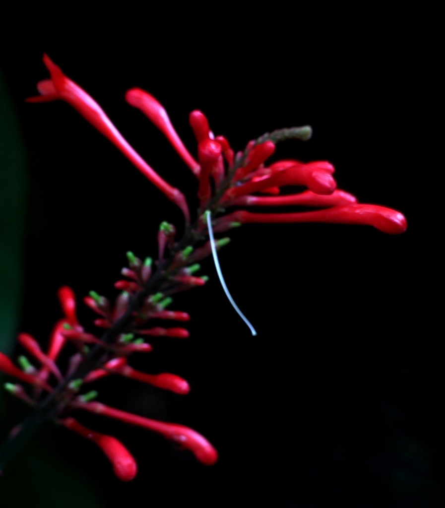 赤の花