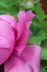 花弁