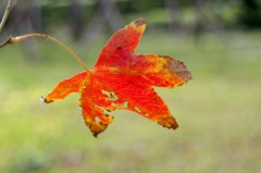 紅葉