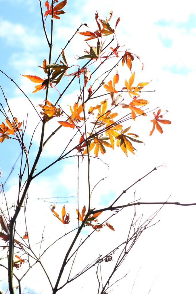 紅葉 