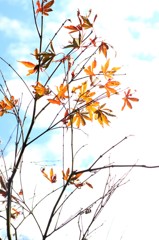 紅葉 