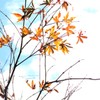 紅葉 