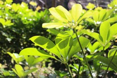 like flower