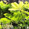 like flower