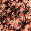 shadow